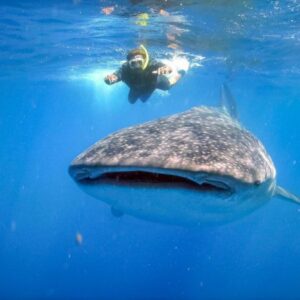 Whale Shark Tour