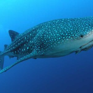Whale Shark Tour